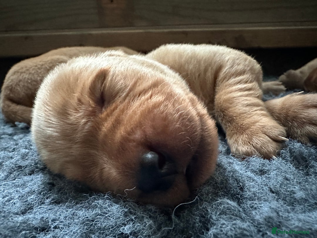 Labrador Retriever dogs for sale: Beautiful Labrador Retriever puppies - Image 11