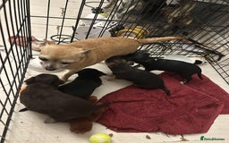 Chihuahua dogs for sale: Boy chihuahua puppy  - Image 4