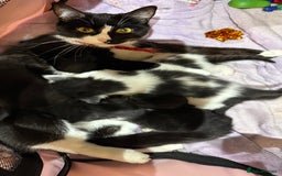 Mixed Breed cats for sale: Kittens for their forever home - Image 1