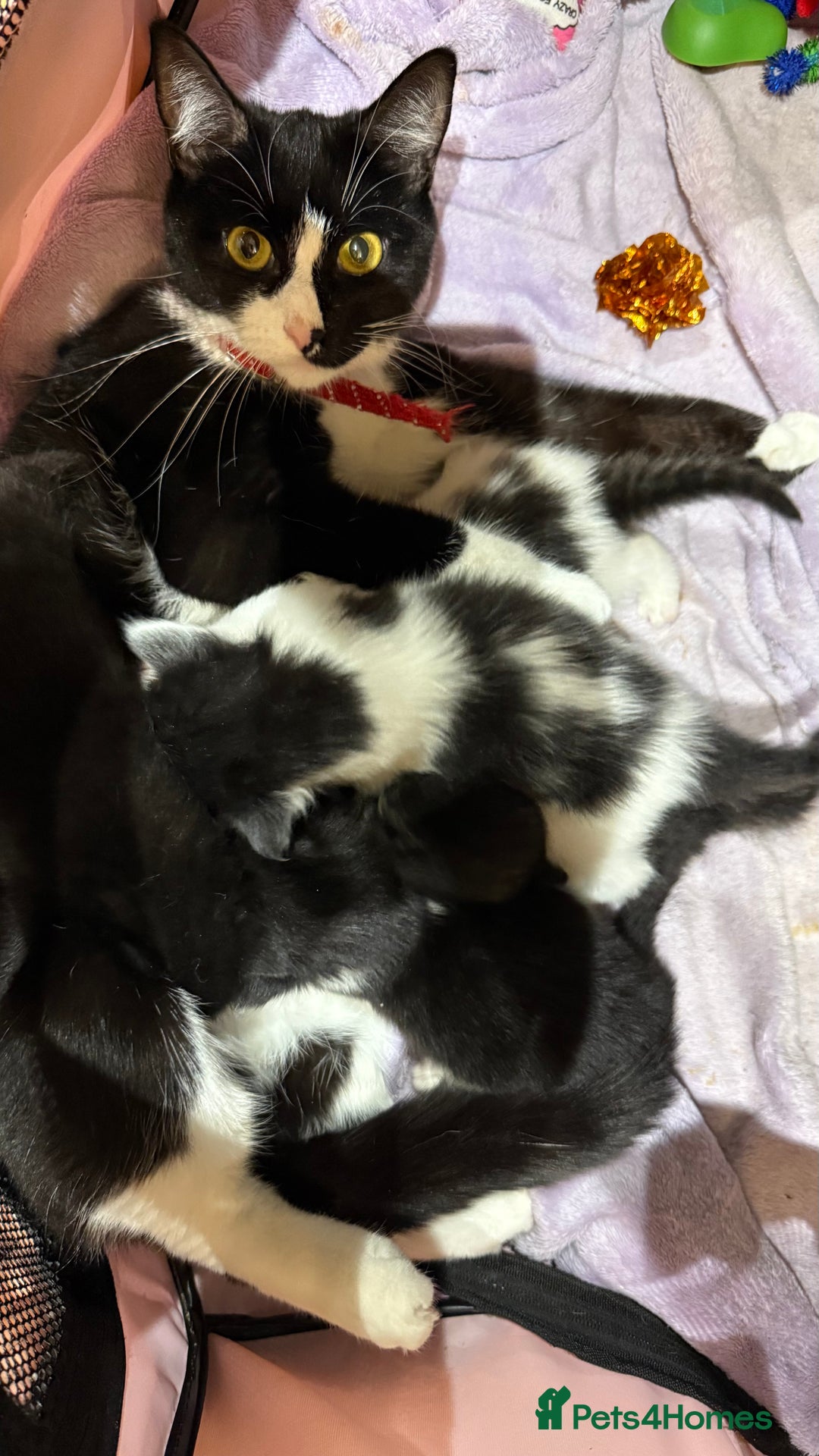 Mixed Breed cats for sale: Kittens for their forever home - Image 1