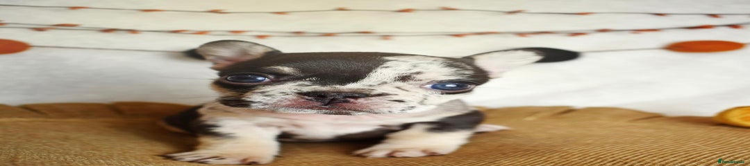 French Bulldog Puppy 4