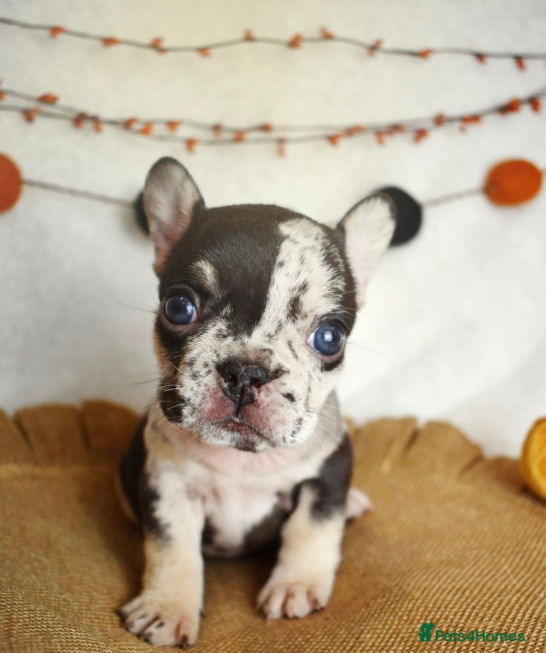 French Bulldog dogs for sale: Best Coat French Bulldogs puppies. - Image 4