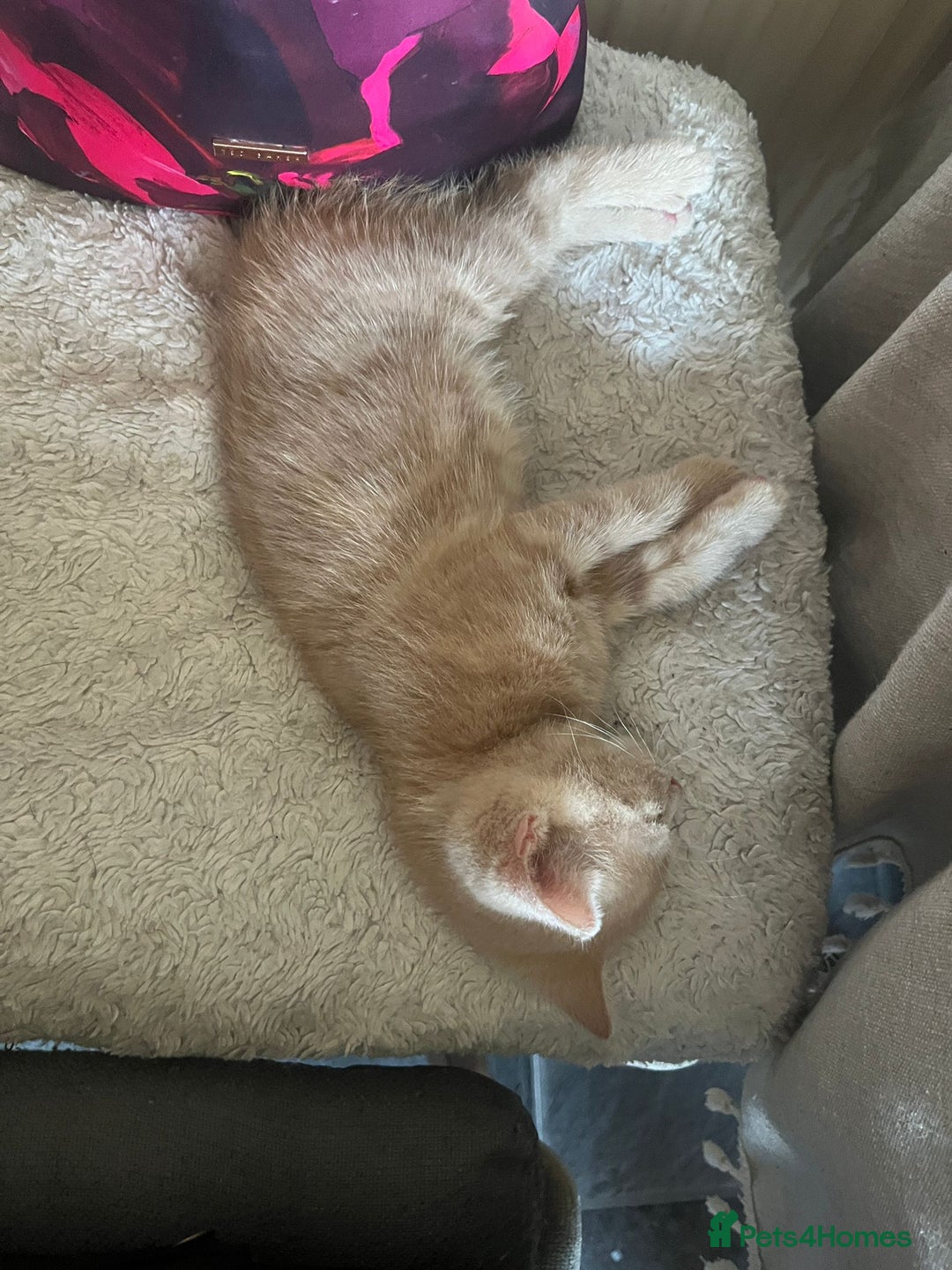 Mixed Breed cats for sale: Adorable kittens  - Image 1