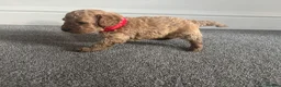 Miniature Poodle dogs for sale: Exquisite KC Registered miniature Poodles  - Advert 7