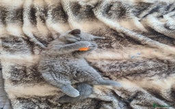 British Shorthair cats for sale: Both parents pedigrees- Dad 5x 🏆 3 boys 1 girl  - Image 18