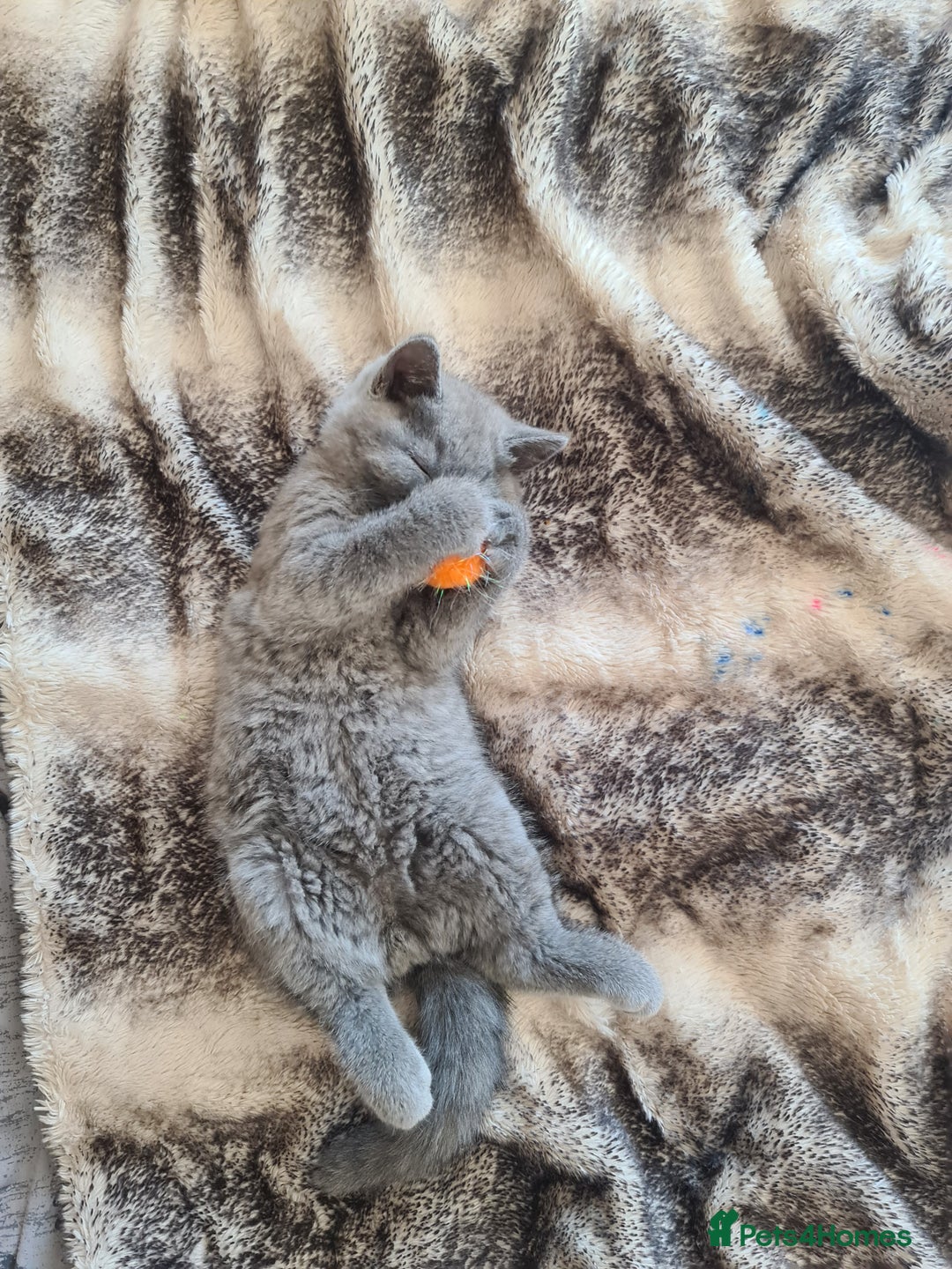 British Shorthair cats for sale: Both parents pedigrees- Dad 5x 🏆 3 boys 1 girl  - Image 18