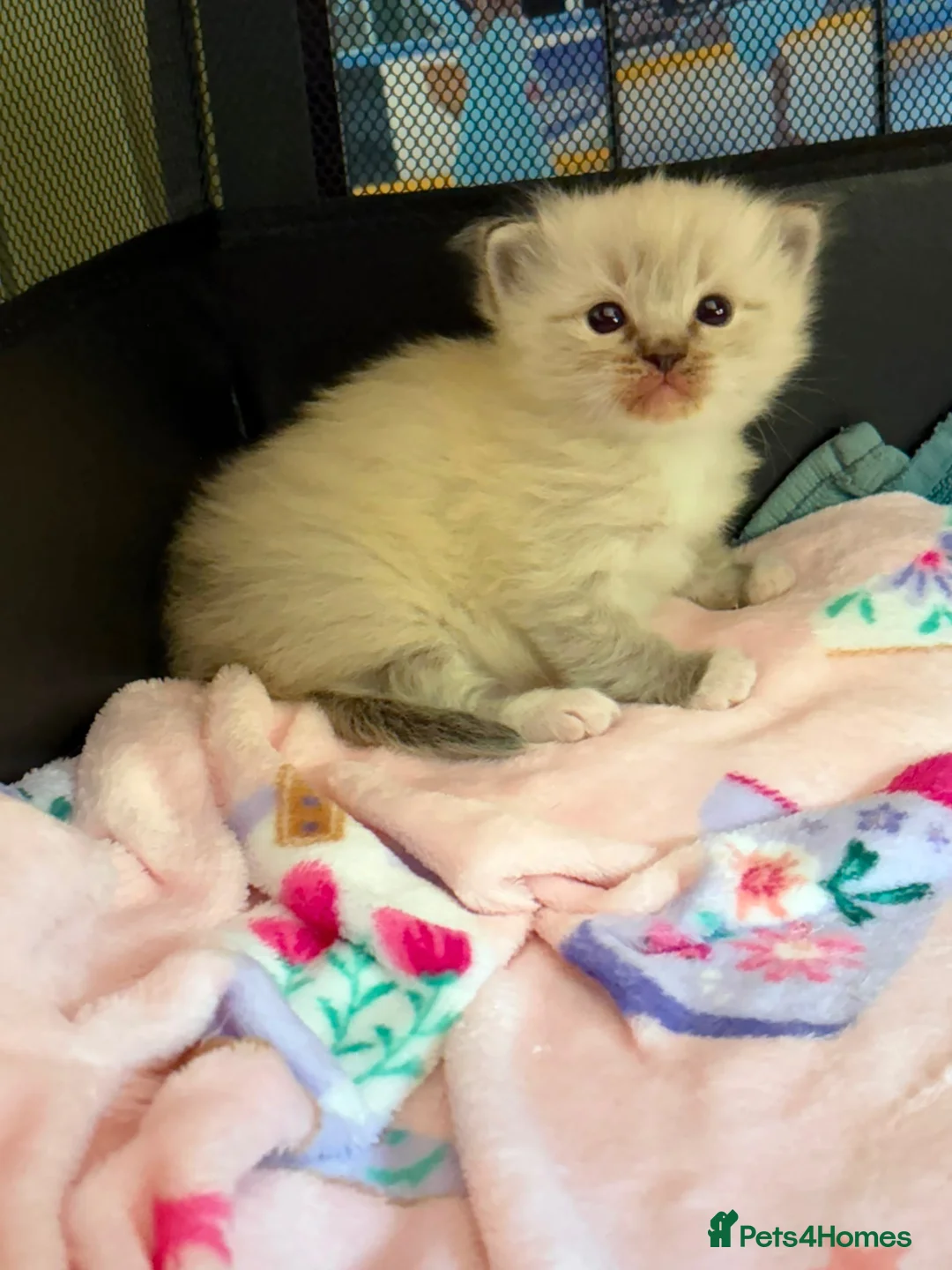 Ragdoll cats for sale: Female kitten ragdoll - Advert 1
