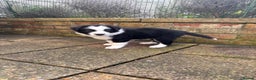 Border Collie dogs for sale: Border Collie Puppies - Advert 13