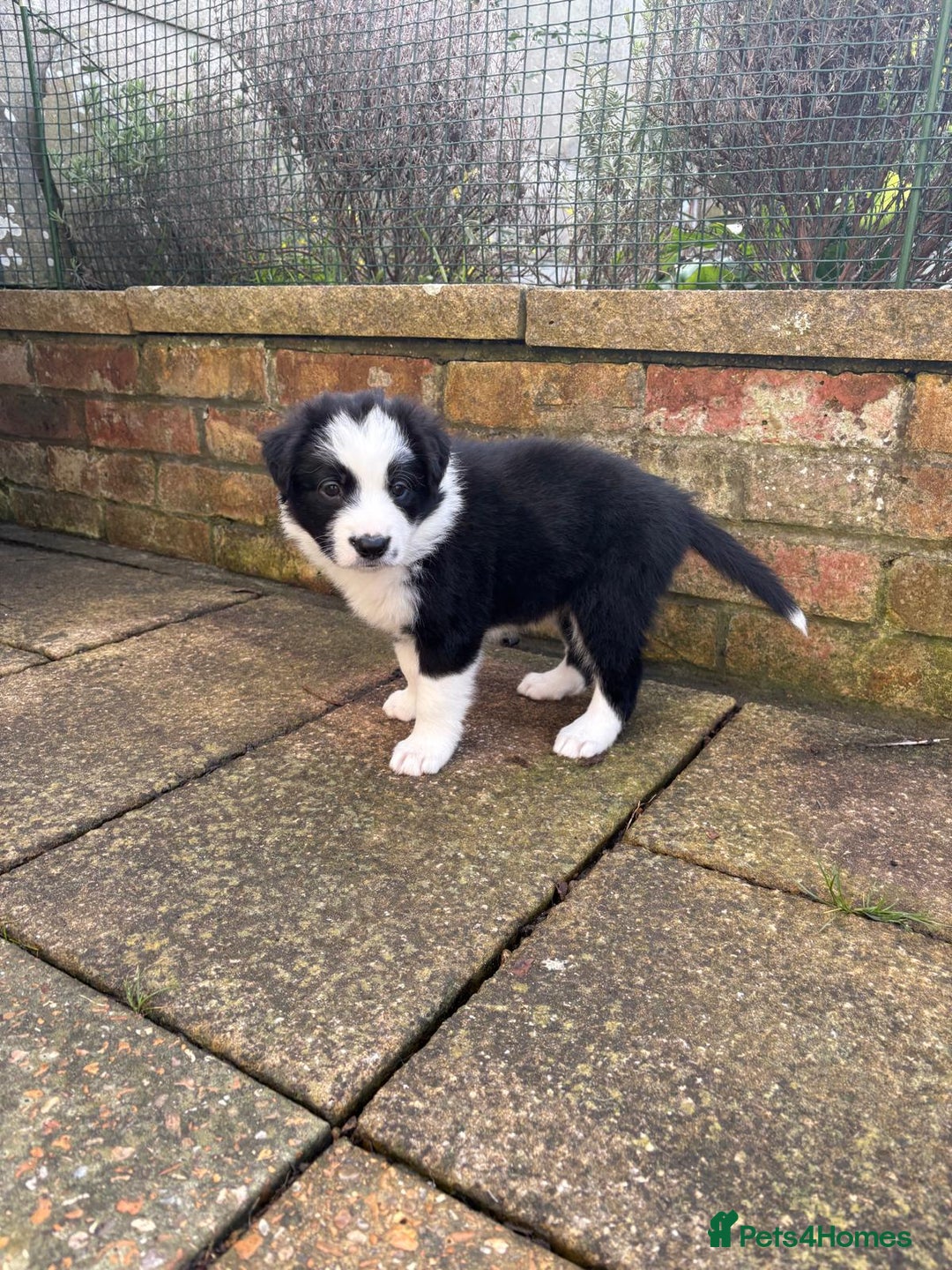 Border Collie dogs for sale: Border Collie Puppies - Advert 13