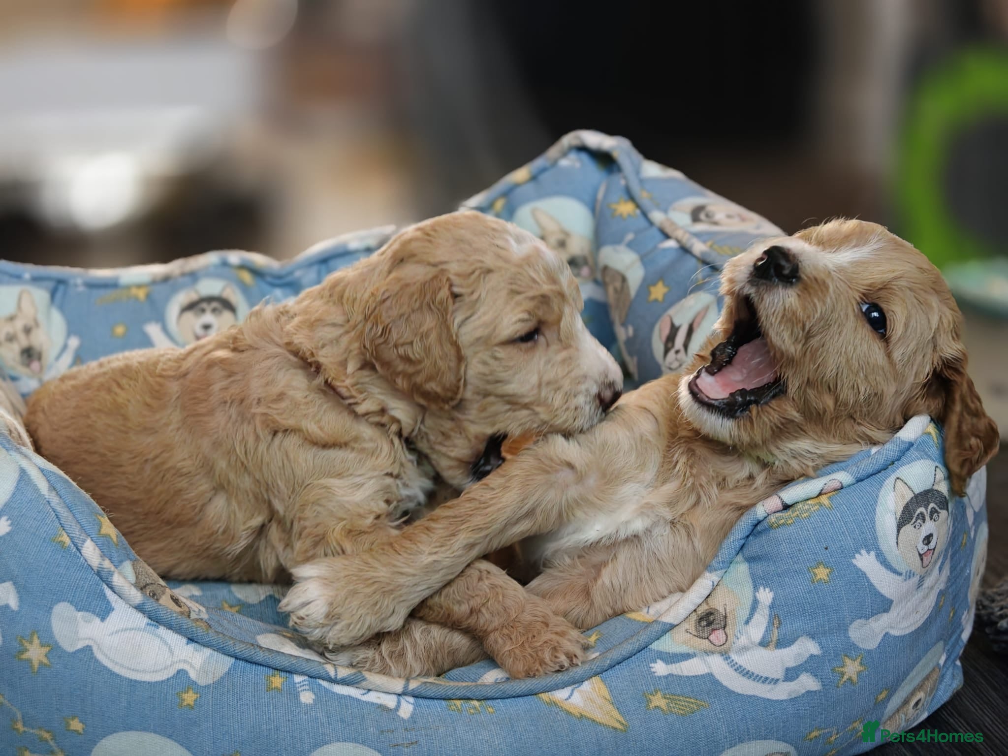Goldendoodle dogs Exceptional Health tested Goldendoodle puppies - Advert 2