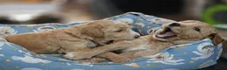 Goldendoodle dogs for sale: Exceptional Health tested Goldendoodle puppies - Advert 14