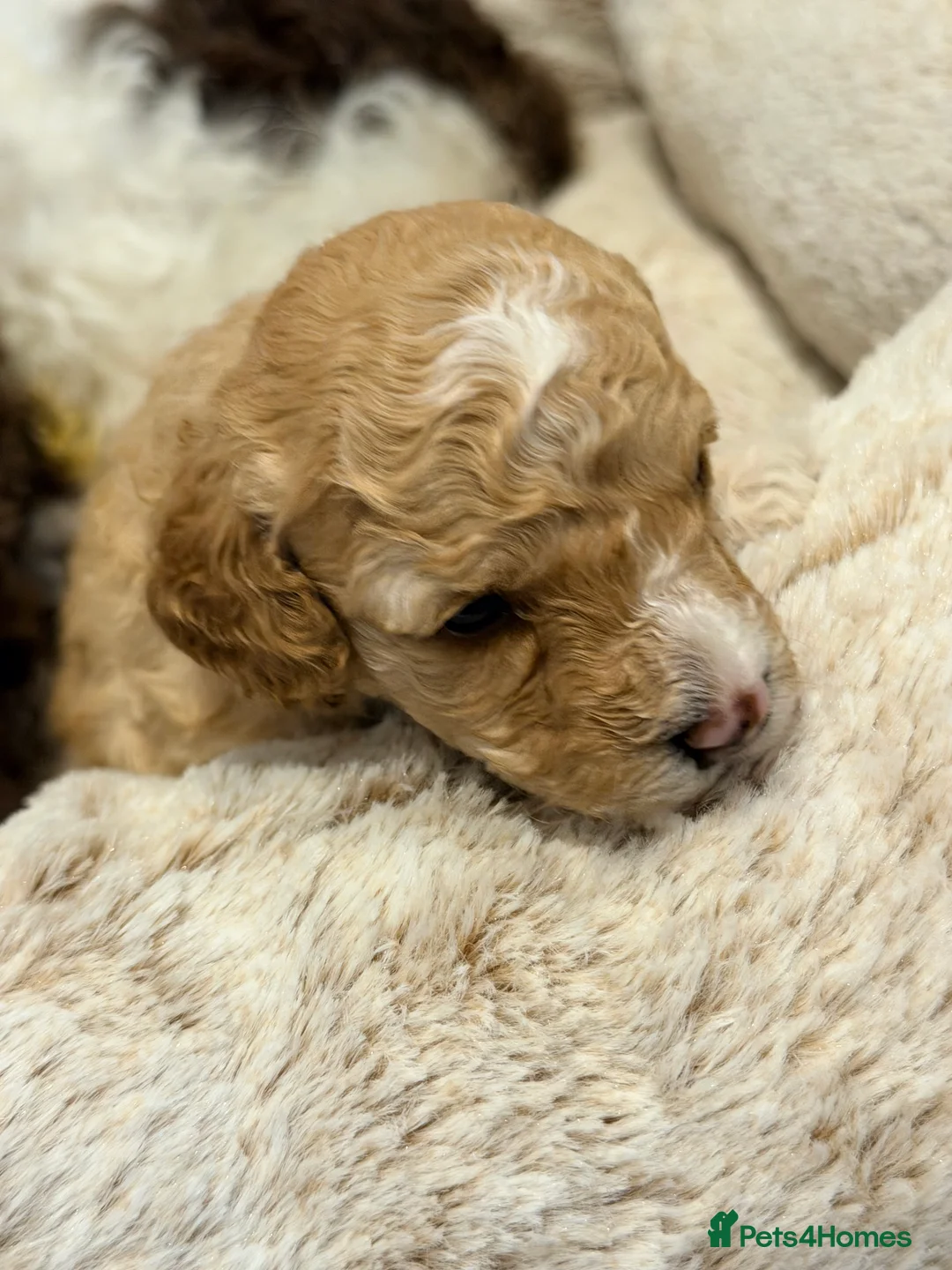 Mixed Breed dogs for sale: Loodlepoo Puppies  - Advert 6