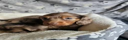 Miniature Dachshund dogs for sale: Beautiful Miniature Dachshund Puppies - Advert 11