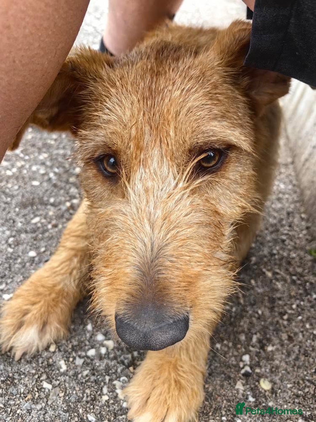 Mixed Breed dogs for adoption: Patsy in Wellingborough - Image 6