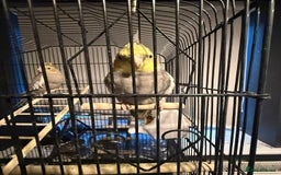 Cockatiels birds for sale: X2 cockatiels  - Image 2