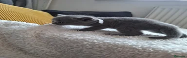 British Shorthair Kitten 4