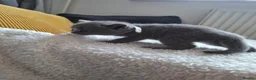 British Shorthair cats for sale:  100% Pedigree chunky BSH kittens - Advert 22