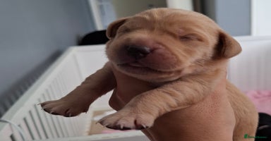 Labrador Retriever dogs - Advert 4