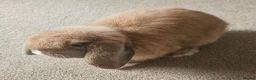 Mini Lop rabbits for sale: Sister Mini Lops looking for forever home in Wymondham - Advert 2