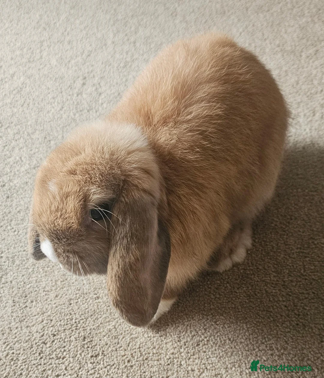 Mini Lop rabbits for sale: Sister Mini Lops looking for forever home in Wymondham - Advert 2