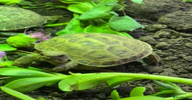 Tortoise reptiles - Advert 6