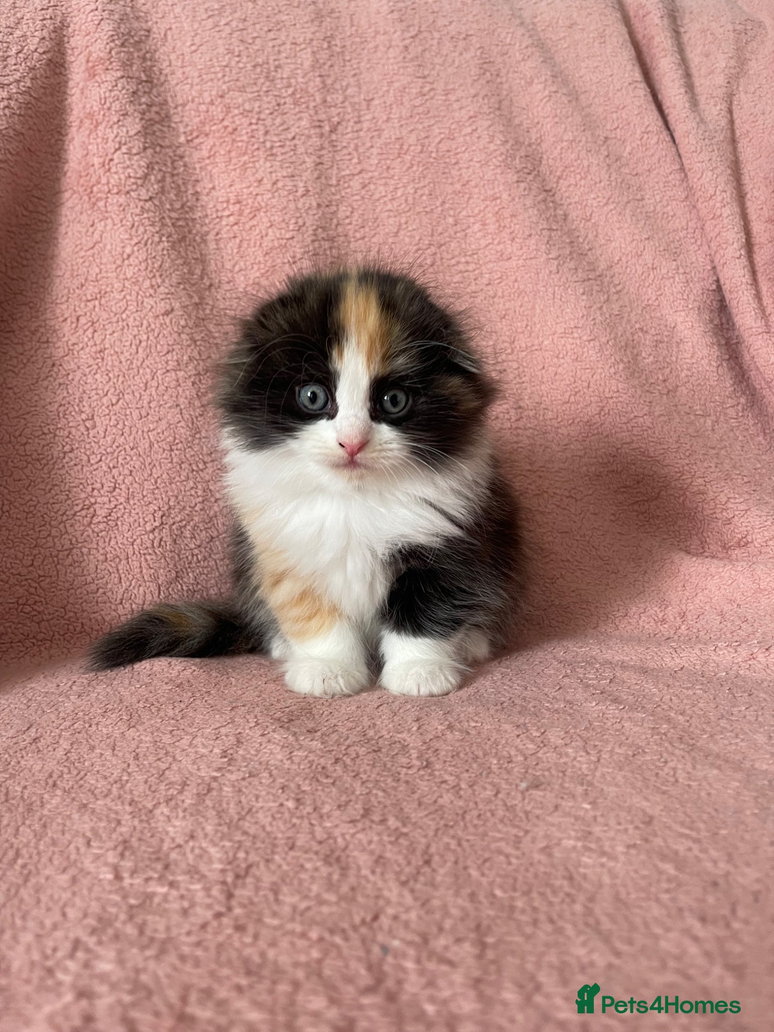 Ragdoll cats for sale: Beautiful Scottish fold mix Ragdoll Kittens - Advert 1