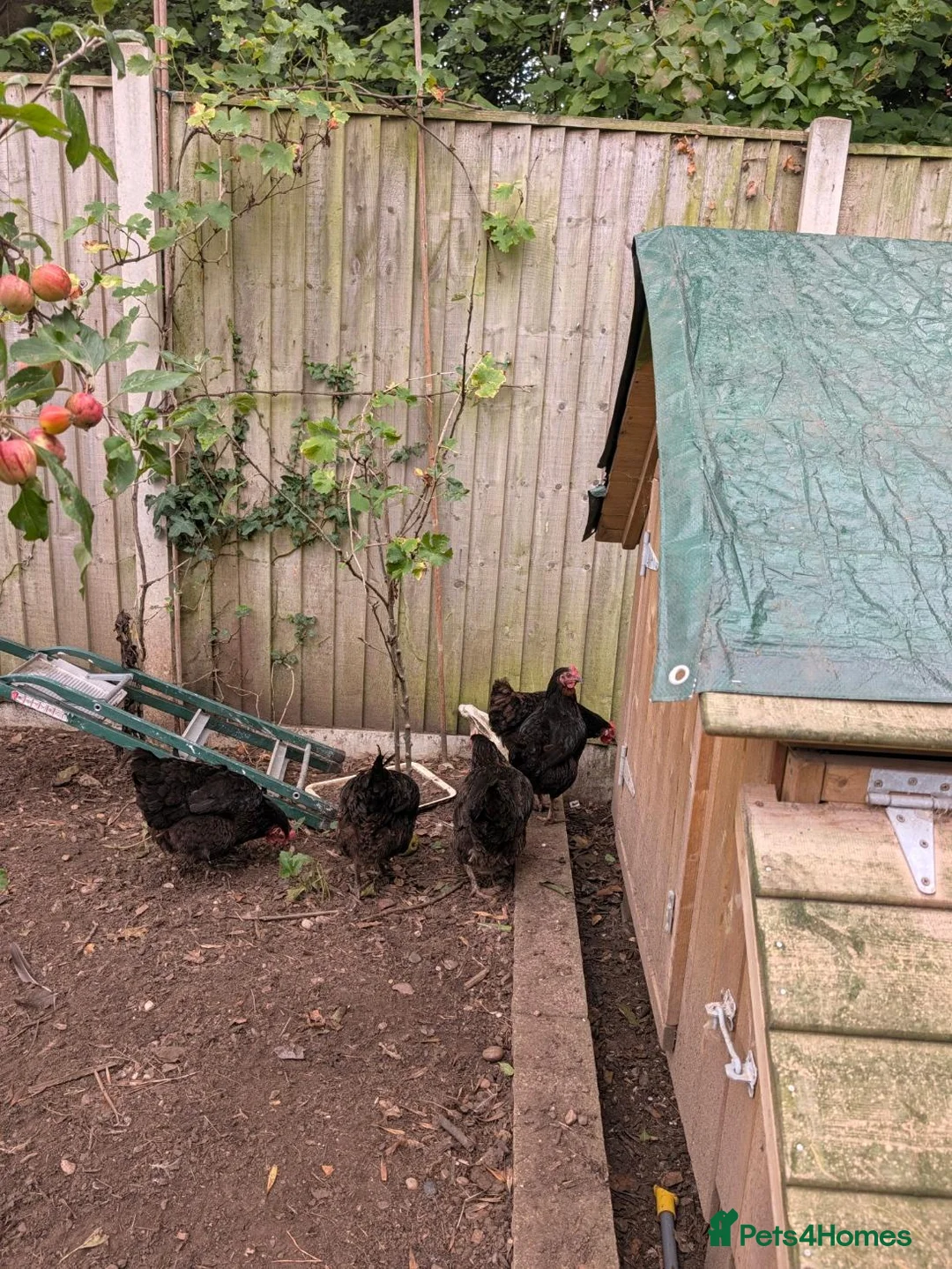 Chickens poultry for sale: 5 x black rock chickens for advert cowst - Advert 2