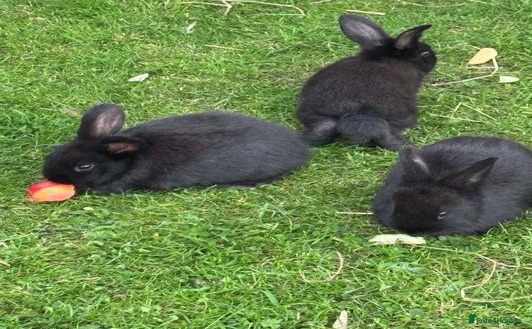 Mini Lion Lop rabbits - Advert 1