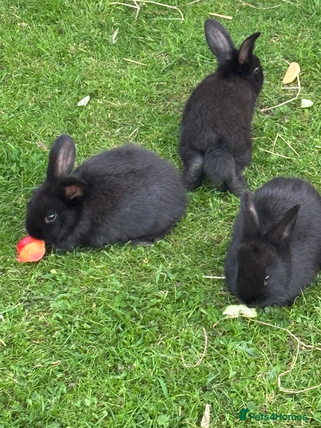 Mini Lion Lop rabbits for sale: 5 x baby x lops  - Image 1