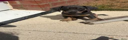 Jackshund dogs for sale: Ready for there forever homes  - Advert 20