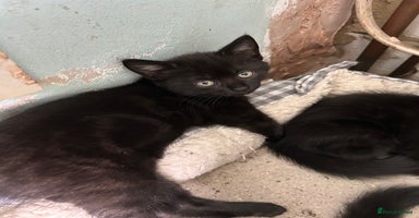 Mixed Breed cats - Advert 9