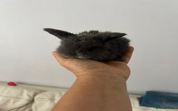 Mini Lop rabbits for sale: Beautiful mini lops for sale - Image 3