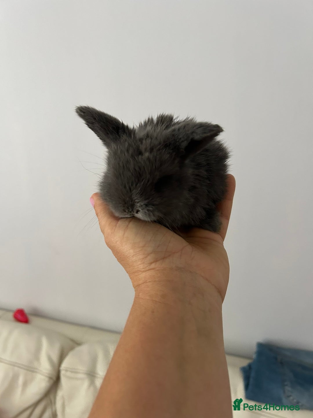 Mini Lop rabbits for sale: Beautiful mini lops for sale - Image 3