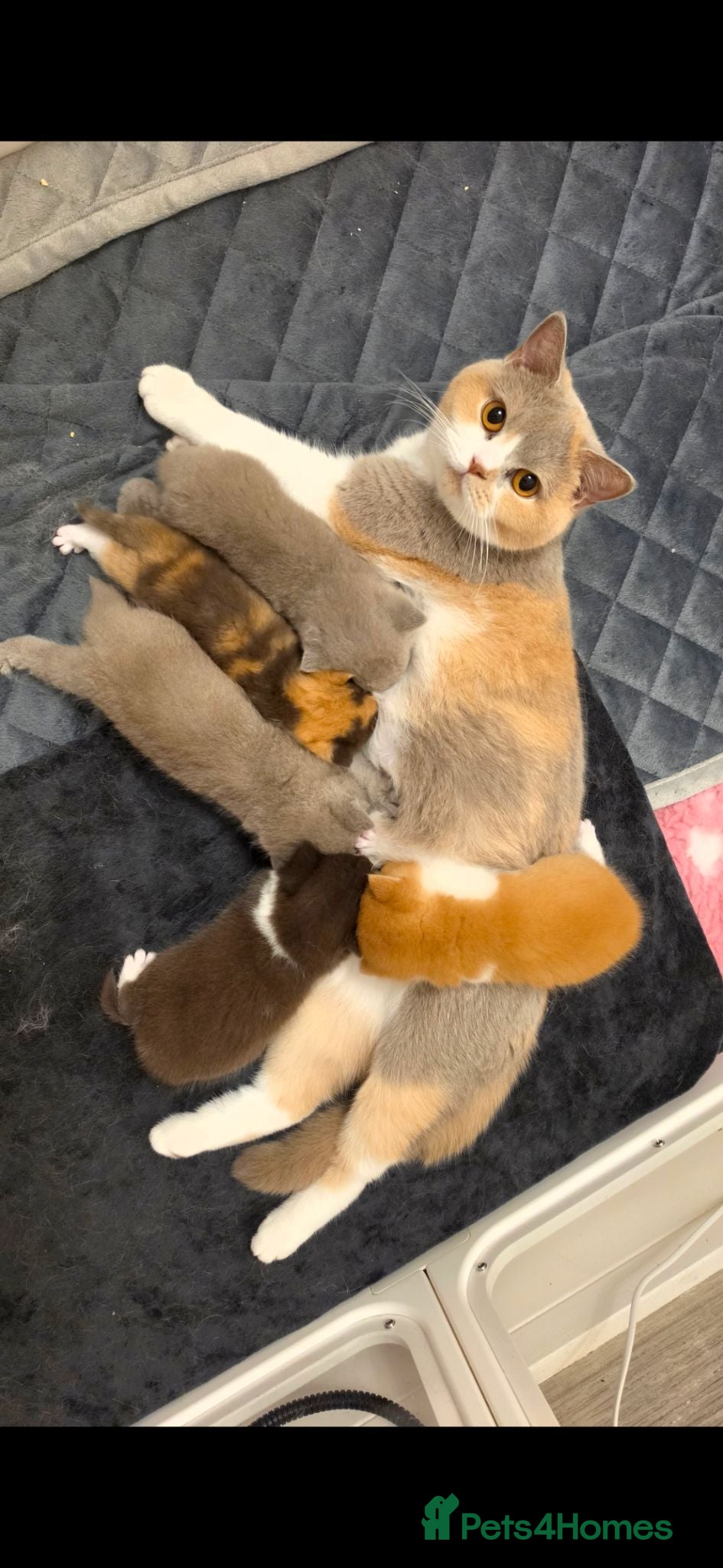 British Shorthair cats Beautiful British shorthair babies available  - Advert 1