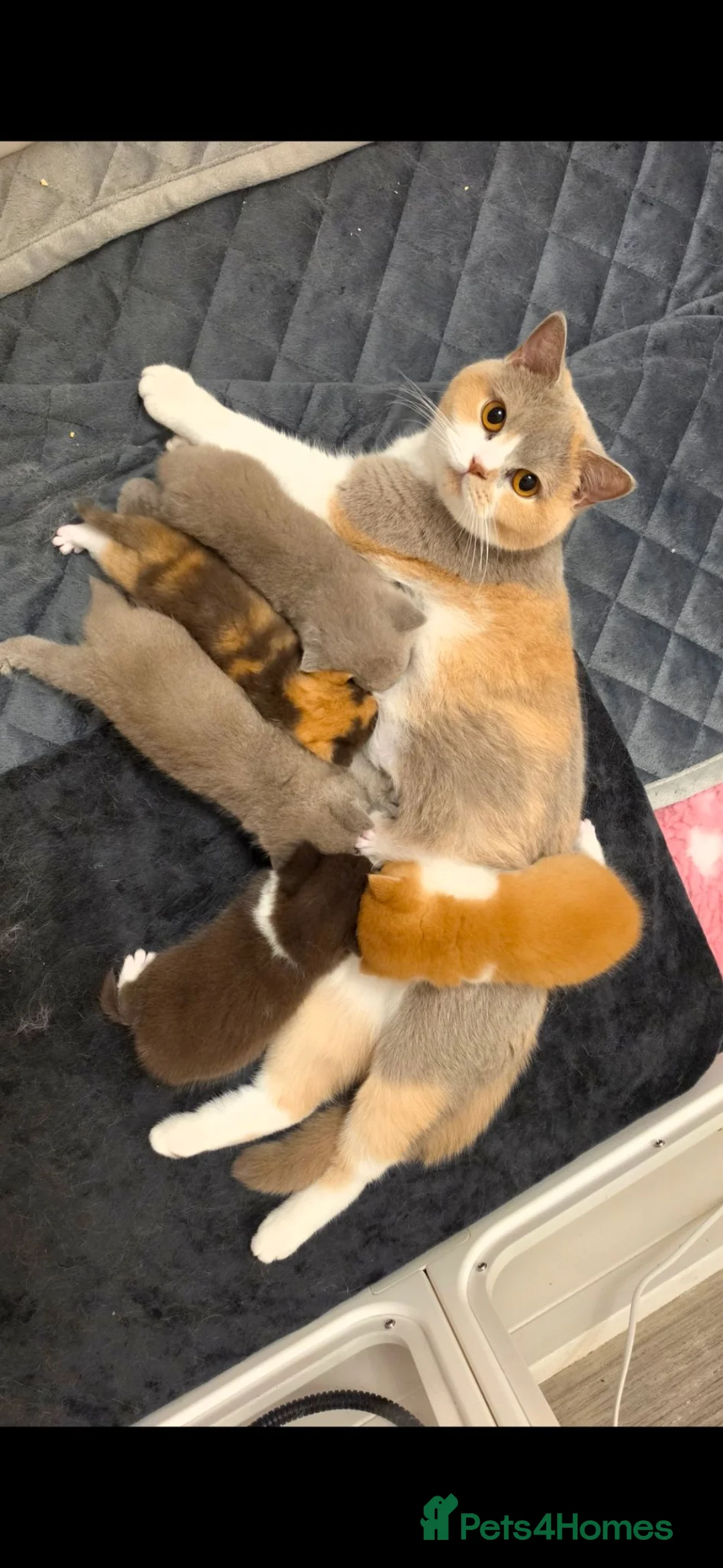 British Shorthair cats for sale: Beautiful British shorthair babies available  - Advert 1