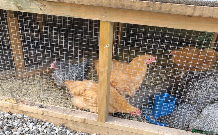 Chickens poultry - Advert 1