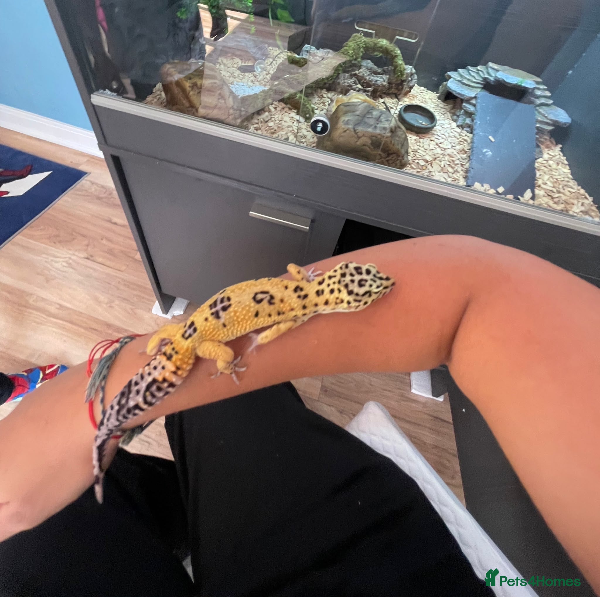 Leopard Gecko reptiles Leopard Gecko with vivarium and full set up - Advert 1