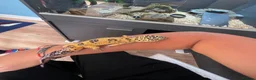 Leopard Gecko reptiles for sale: Leopard Gecko with vivarium and full set up in Milton Keynes - Advert 1