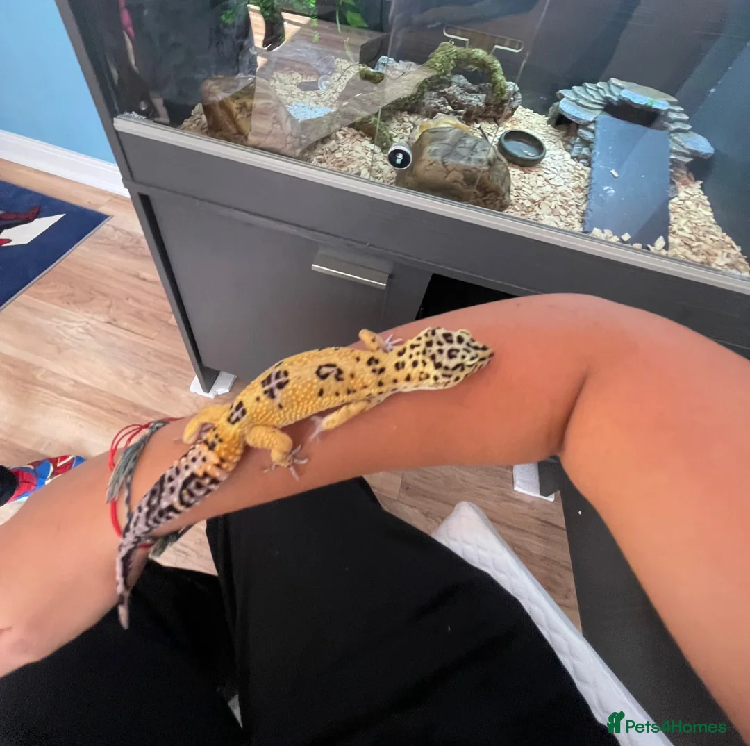 Leopard Gecko reptiles for sale: Leopard Gecko with vivarium and full set up in Milton Keynes - Advert 1