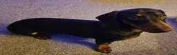 Miniature Dachshund dogs for sale: 2 x miniature dachshund  - Advert 4
