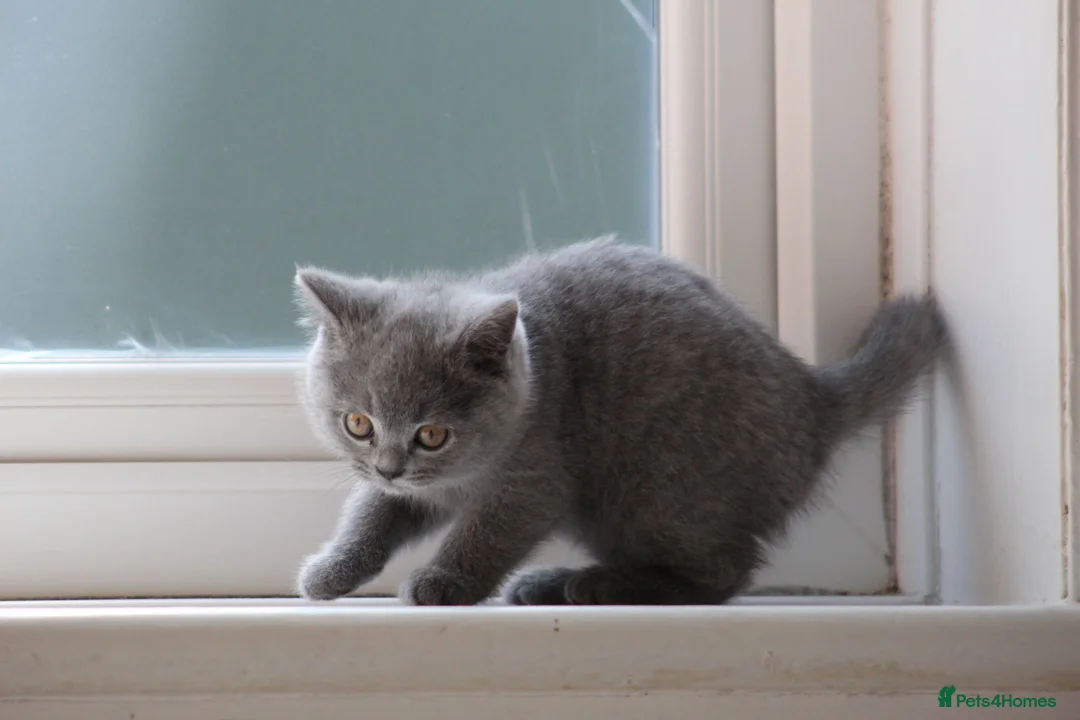 British Shorthair cats for sale: Purebred British Shorthair Kittens - 2 left! - Advert 17