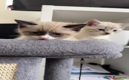 Mixed Breed cats for sale: Beautiful mix breed kittens - Image 6