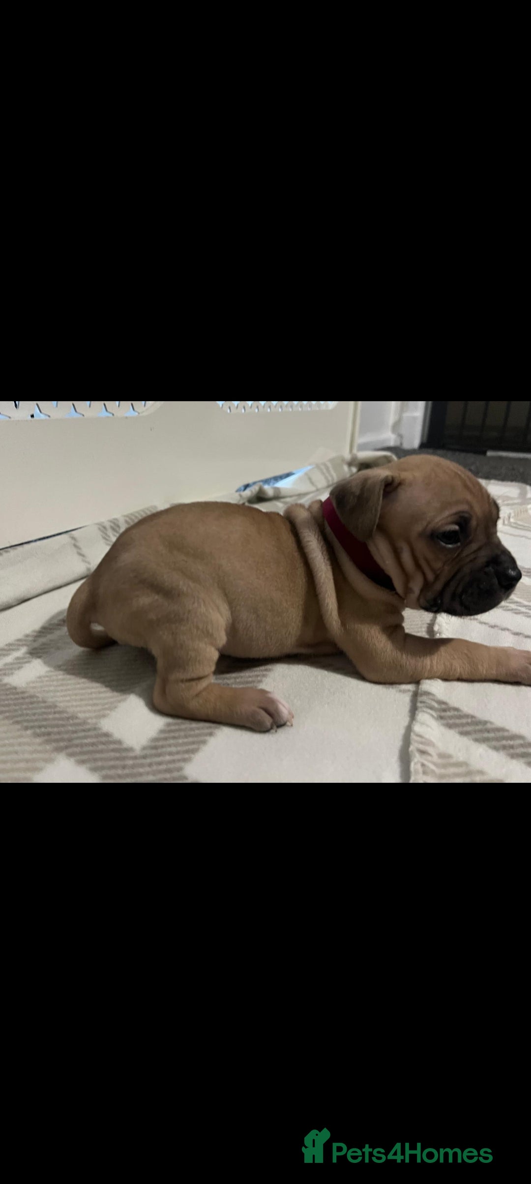 American Bulldog dogs for sale: American bulldogs puppies  - Advert 11