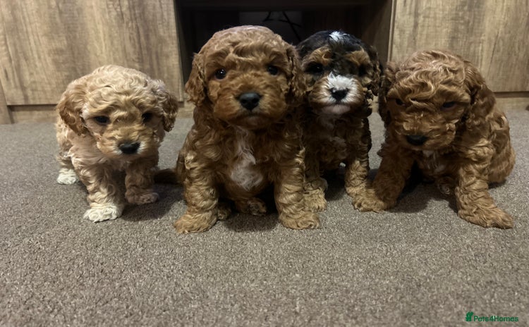 Cockapoo dogs - Advert 16