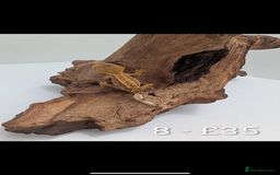 Gecko reptiles for sale: Beautiful baby crested geckos! - Image 7