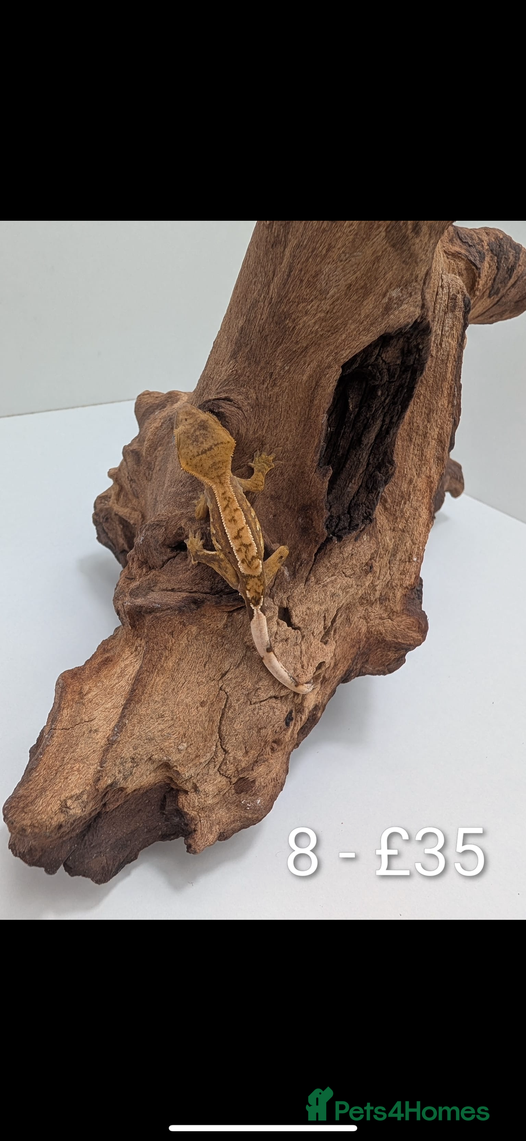 Gecko reptiles for sale: Beautiful baby crested geckos! - Image 7