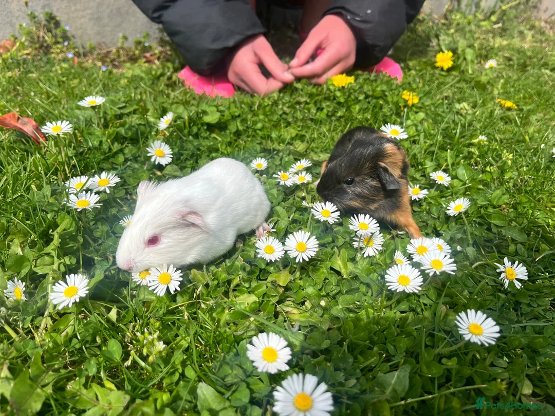 Guinea Pig rodents for sale: Cute baby guinea pigs  - Advert 2