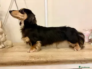 Miniature Dachshund dogs Miniature long hair dachshund for stud - Advert 7