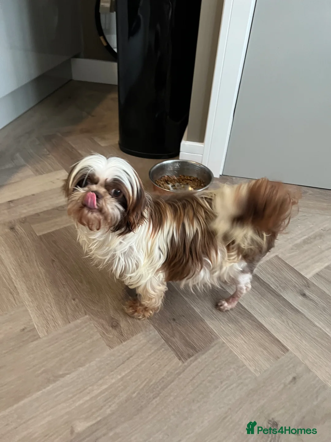 Toy Poodle dogs for adoption: 2 best friends  - Advert 9