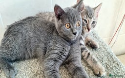 British Shorthair cats for sale: Beautiful Blue British, Lilac, Color point, Tabby  - Image 22
